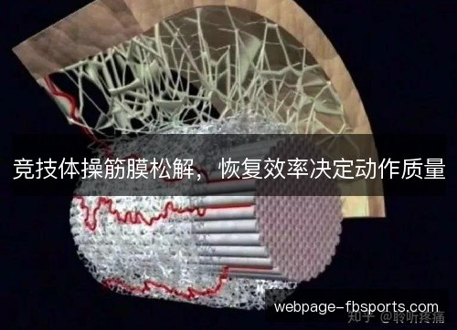 竞技体操筋膜松解,恢复效率决定动作质量 竞技体操筋膜松解,恢复效率决定动作质量